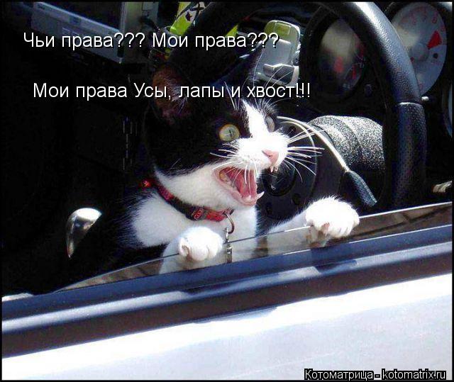 Котоматрица: Чьи права??? Мои права??? Мои права Усы, лапы и хвост!!!