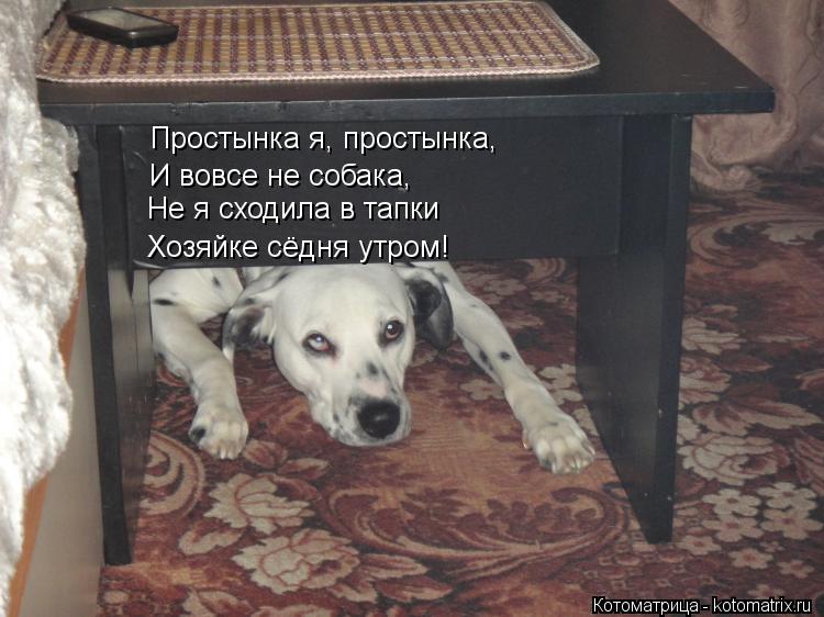 Котоматрица: Простынка я, простынка, И вовсе не собака, Не я сходила в тапки Хозяйке сёдня утром!