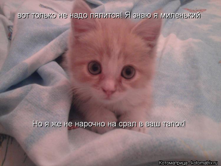 вот только не надо пялится! Я знаю я миленький Но я же не нарочно на срал в ваш тапок!... Котоматрица: вот только не надо пялится! Я знаю я миленький Но я же не нарочно на срал в ваш тапок!