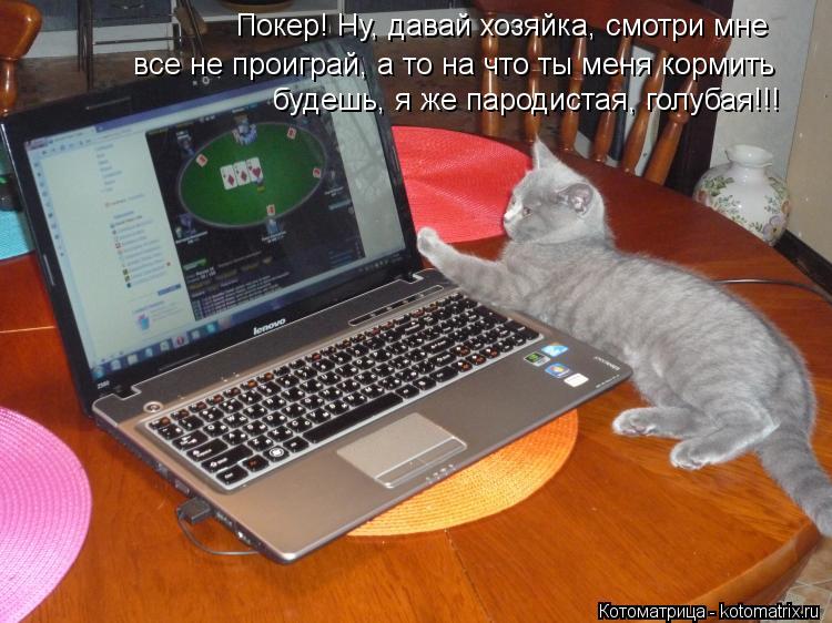 Покер! Ну, давай хозяйка, смотри мне все не проиграй, а то на что ты меня кормить будешь, я же пароди... Котоматрица: Покер! Ну, давай хозяйка, смотри мне все не проиграй, а то на что ты меня кормить будешь, я же пародистая, голубая!!!