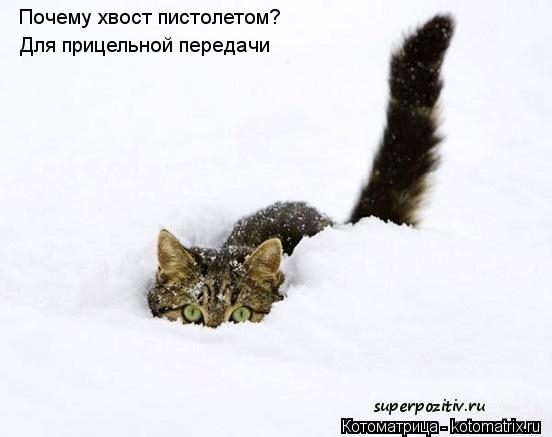 Котоматрица: Почему хвост пистолетом? Для прицельной передачи