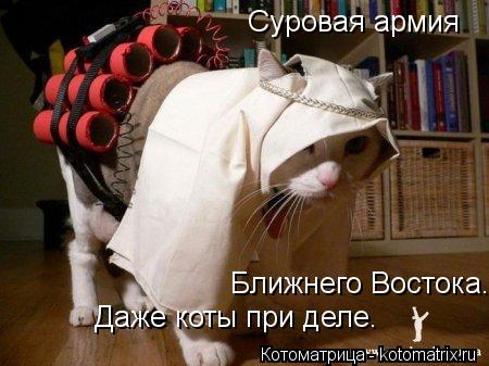Котоматрица: Суровая армия Ближнего Востока. Даже коты при деле.