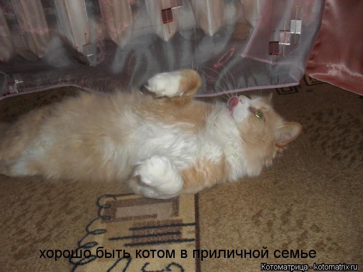 хорошо быть котом в приличной семье... Котоматрица: хорошо быть котом в приличной семье