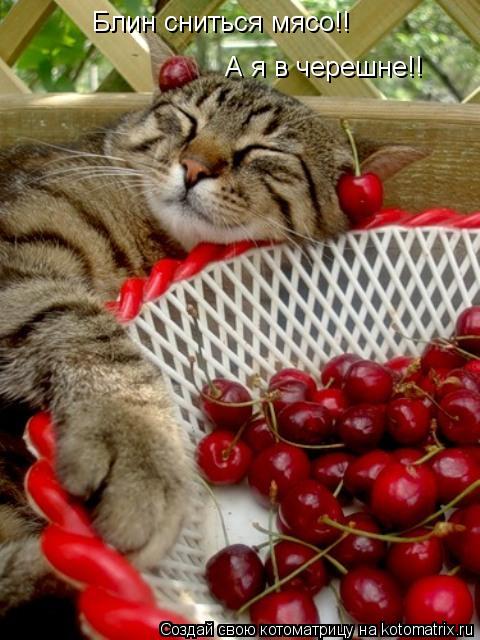 Котоматрица: Блин сниться мясо!! А я в черешне!!