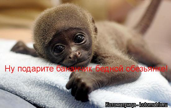 Котоматрица: Ну подарите бананчик бедной обезьянке!