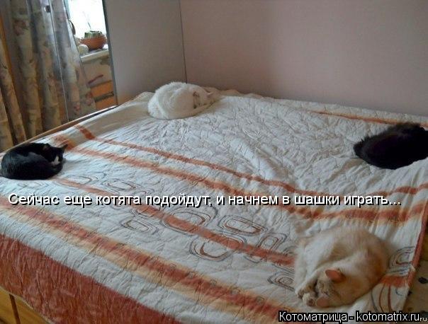 Сейчас еще котята подойдут, и начнем в шашки играть...... Котоматрица: Сейчас еще котята подойдут, и начнем в шашки играть...
