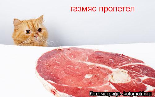 Котоматрица: газмяс пролетел