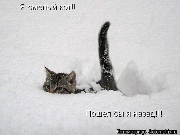 Котоматрица: Я смелый кот!!  Пошел бы я назад!!!
