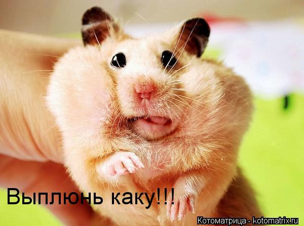 Выплюнь каку!!!... Котоматрица: Выплюнь каку!!!