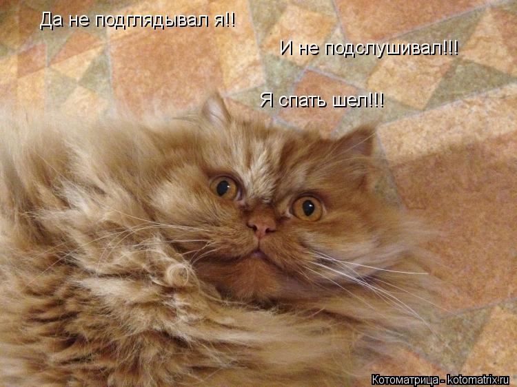 Котоматрица: Да не подглядывал я!!  И не подслушивал!!! Я спать шел!!!