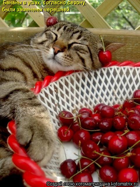 Котоматрица: Бананы в ушах, согласно сезону, были заменены черешней