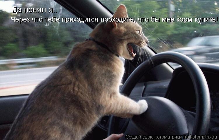 Котоматрица: Да понял я... Через что тебе приходится проходить, что бы мне корм купить!!!