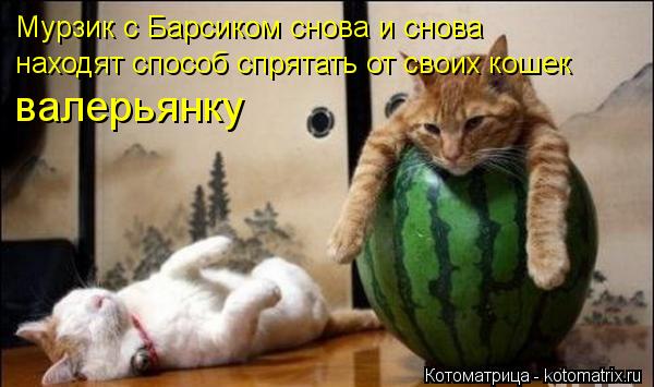 валерьянку Мурзик с Барсиком снова и снова находят способ спрятать от своих кошек... Котоматрица: валерьянку Мурзик с Барсиком снова и снова находят способ спрятать от своих кошек