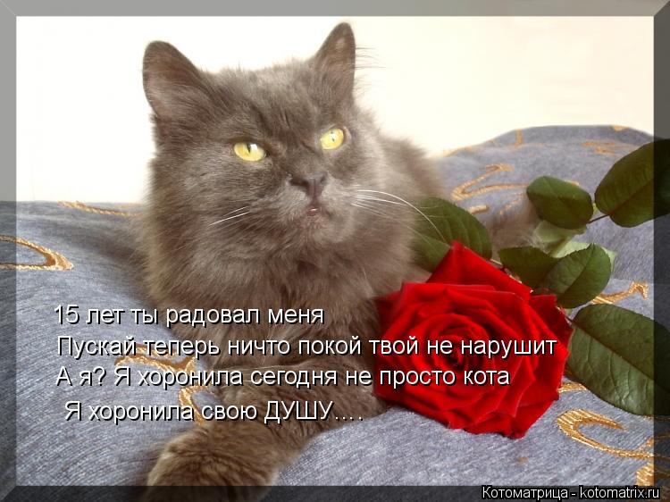 15 лет ты радовал меня Пускай теперь ничто покой твой не нарушит А я? Я хоронила сегодня не просто ко... Котоматрица: 15 лет ты радовал меня Пускай теперь ничто покой твой не нарушит А я? Я хоронила сегодня не просто кота Я хоронила свою ДУШУ….
