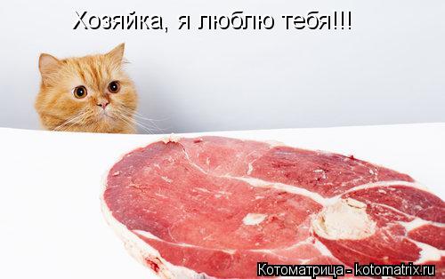 Хозяйка, я люблю тебя!!!... Котоматрица: Хозяйка, я люблю тебя!!!