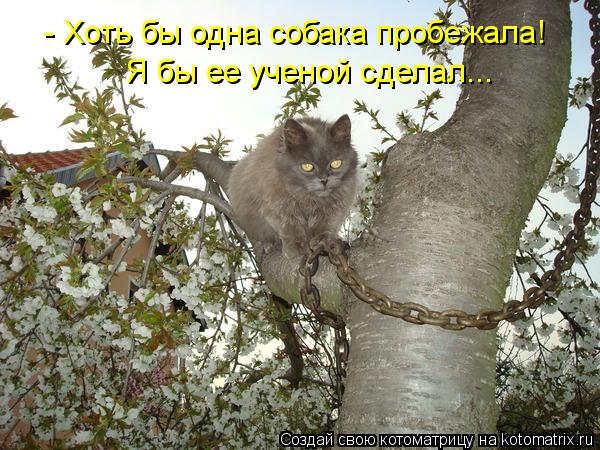 - Хоть бы одна собака пробежала! Я бы ее ученой сделал...... Котоматрица: - Хоть бы одна собака пробежала! Я бы ее ученой сделал...