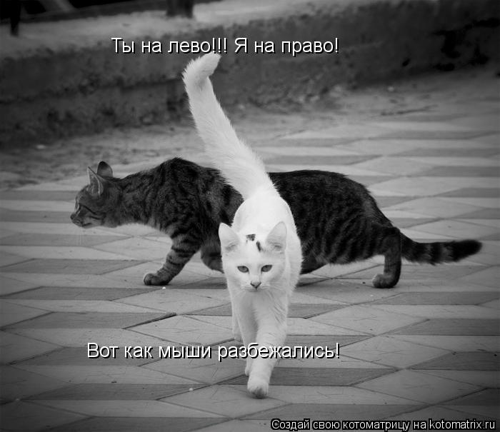 Котоматрица: Ты на лево!!! Я на право! Вот как мыши разбежались!