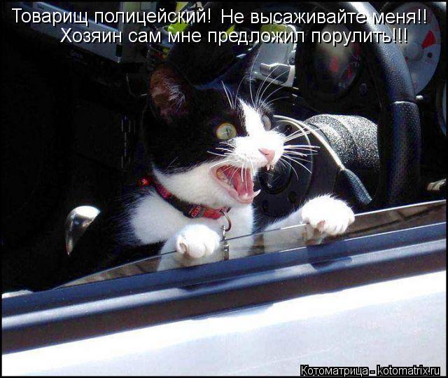 Товарищ полицейский! Не высаживайте меня!! Хозяин сам мне предложил порулить!!!... Котоматрица: Товарищ полицейский! Не высаживайте меня!! Хозяин сам мне предложил порулить!!!