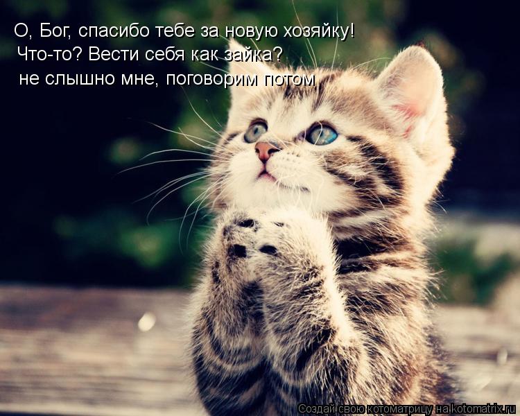 О, Бог, спасибо тебе за новую хозяйку! Что-то? Вести себя как зайка? не слышно мне, поговорим потом... Котоматрица: О, Бог, спасибо тебе за новую хозяйку! Что-то? Вести себя как зайка? не слышно мне, поговорим потом