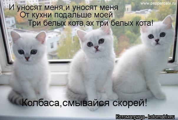 Котоматрица: И уносят меня,и уносят меня От кухни подальше моей Три белых кота,эх три белых кота! Колбаса,смывайся скорей!