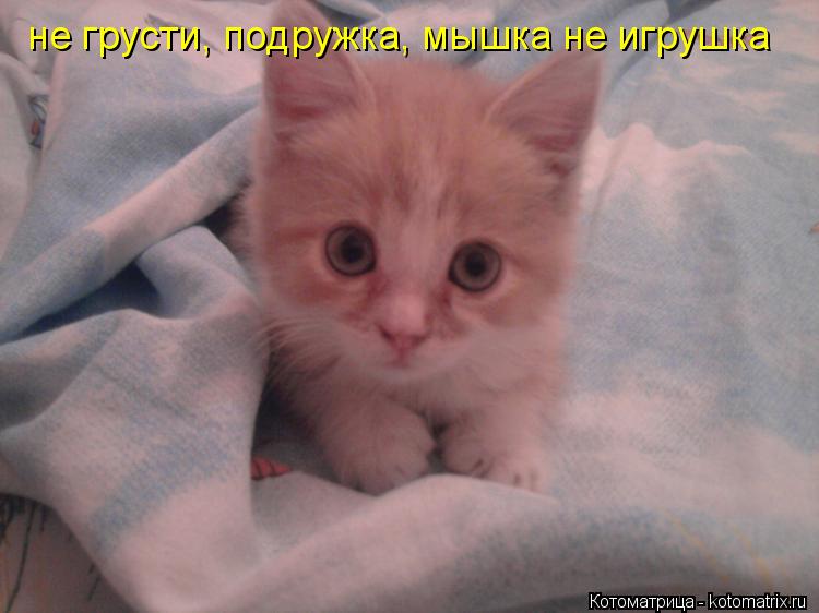 Котоматрица: не грусти, подружка, мышка не игрушка