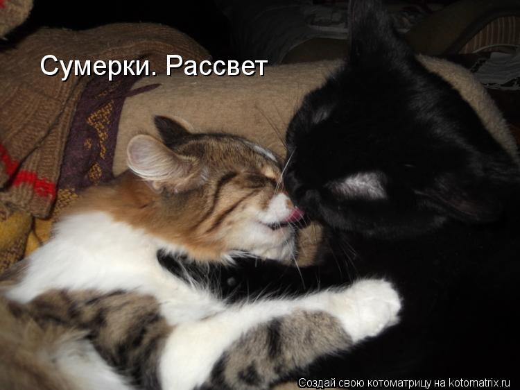 Котоматрица: Сумерки. Рассвет