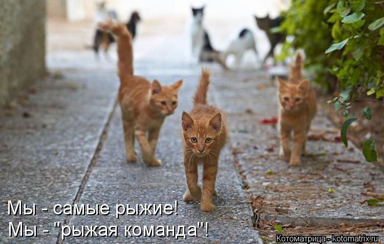 Мы - самые рыжие! Мы - "рыжая команда"!... Котоматрица: Мы - самые рыжие! Мы - "рыжая команда"!