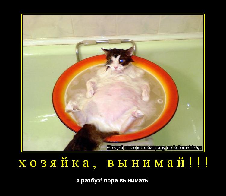 хозяйка, вынимай!!! я разбух! пора вынимать!... Котоматрица: хозяйка, вынимай!!! я разбух! пора вынимать!