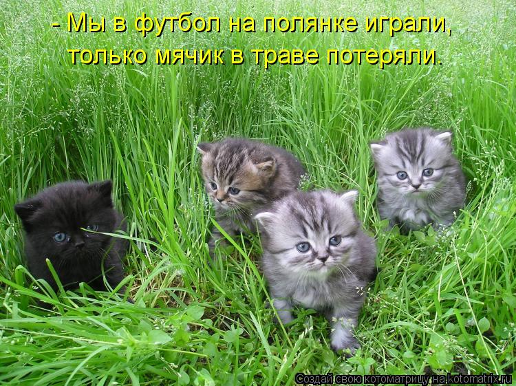 - Мы в футбол на полянке играли, только мячик в траве потеряли.... Котоматрица: - Мы в футбол на полянке играли, только мячик в траве потеряли.