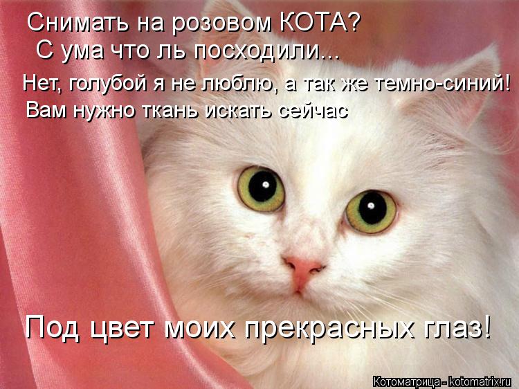 Снимать на розовом КОТА? С ума что ль посходили... Нет, голубой я не люблю, а так же темно-синий! Вам... Котоматрица: Снимать на розовом КОТА? С ума что ль посходили... Нет, голубой я не люблю, а так же темно-синий! Вам нужно ткань искать сейчас Под цвет моих пр