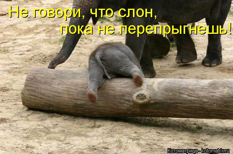 Котоматрица: Не говори, что слон, пока не перепрыгнешь!