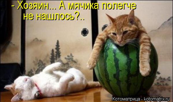 - Хозяин... А мячика полегче не нашлось?..... Котоматрица: - Хозяин... А мячика полегче не нашлось?..
