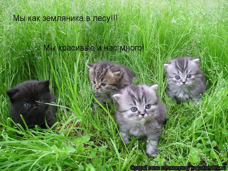 Мы как земляника в лесу!!! Мы красивые и нас много!... Котоматрица: Мы как земляника в лесу!!! Мы красивые и нас много!