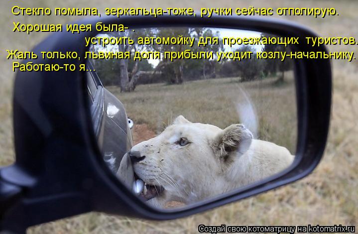 Стекло помыла, зеркальца-тоже, ручки сейчас отполирую. Хорошая идея была- . устроить автомойку для пр... Котоматрица: Стекло помыла, зеркальца-тоже, ручки сейчас отполирую. Хорошая идея была- . устроить автомойку для проезжающих туристов. Жаль только, львин