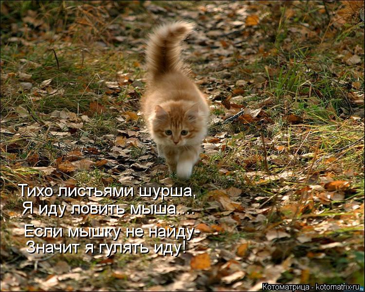Котоматрица: Тихо листьями шурша, Я иду ловить мыша.... Если мышку не найду- Значит я гулять иду!
