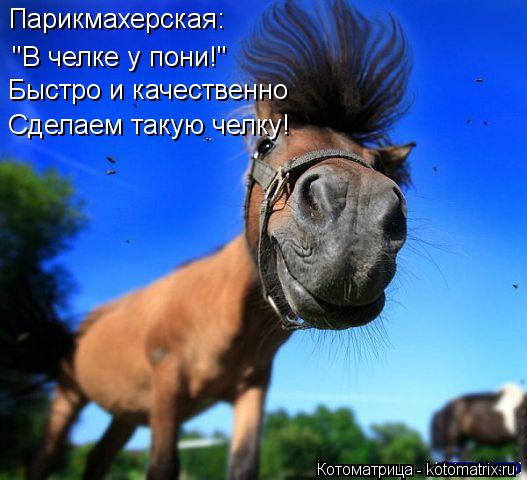 Парикмахерская: "В челке у пони!" Быстро и качественно Сделаем такую челку!... Котоматрица: Парикмахерская: "В челке у пони!" Быстро и качественно Сделаем такую челку!
