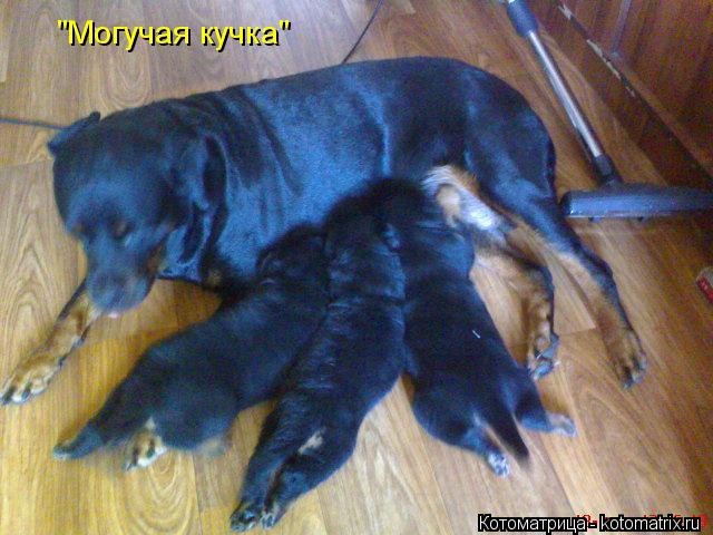 "Могучая кучка"... Котоматрица: "Могучая кучка"