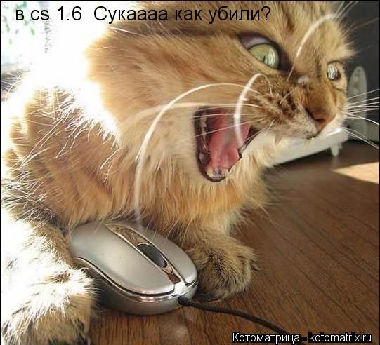 в cs 1.6 Сукаааа как убили?... Котоматрица: в cs 1.6 Сукаааа как убили?