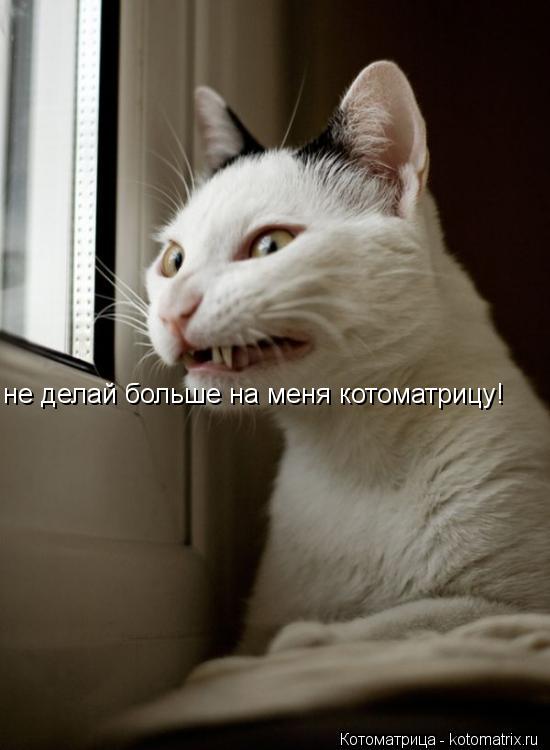 не делай больше на меня котоматрицу!... Котоматрица: не делай больше на меня котоматрицу!