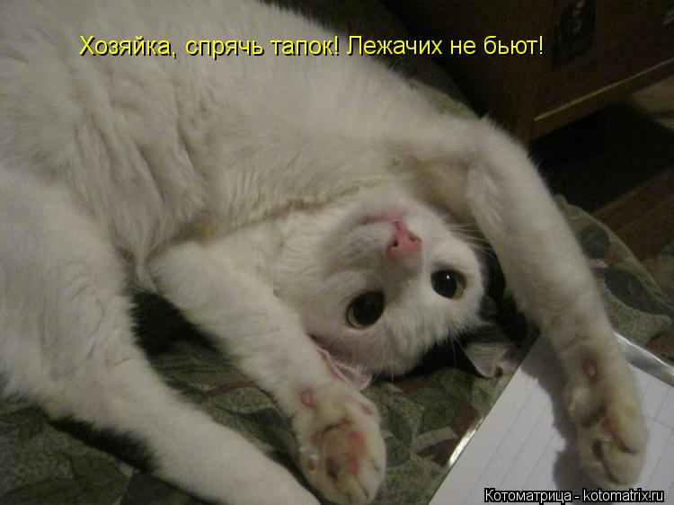 Хозяйка, спрячь тапок! Лежачих не бьют!... Котоматрица: Хозяйка, спрячь тапок! Лежачих не бьют!