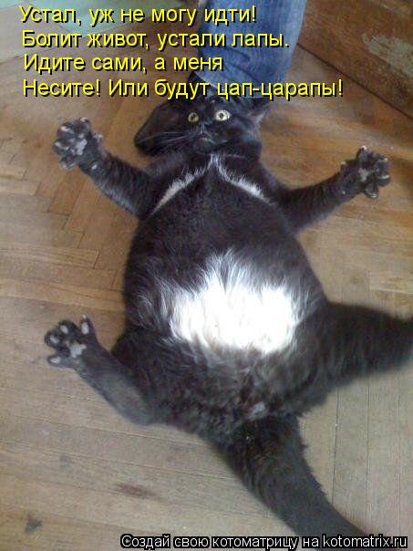 Котоматрица: Устал, уж не могу идти! Болит живот, устали лапы. Идите сами, а меня Несите! Или будут цап-царапы!