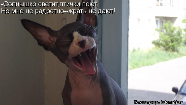 -Солнышко светит,птички поют, Но мне не радостно--жрать не дают!... Котоматрица: -Солнышко светит,птички поют, Но мне не радостно--жрать не дают!