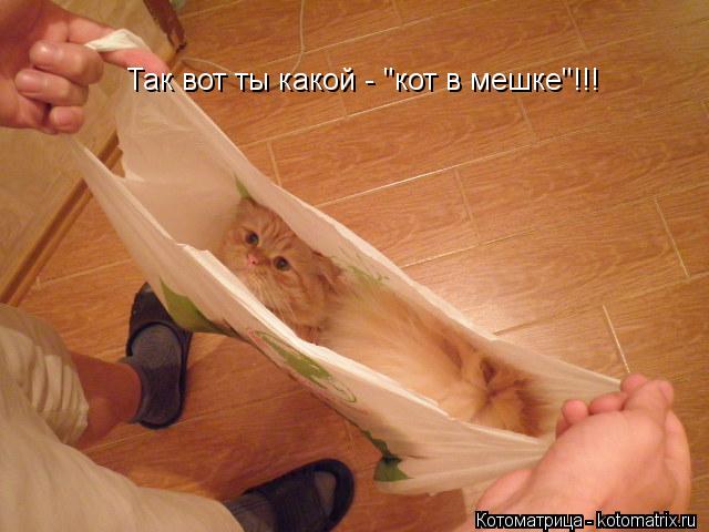 Так вот ты какой - "кот в мешке"!!!... Котоматрица: Так вот ты какой - "кот в мешке"!!!