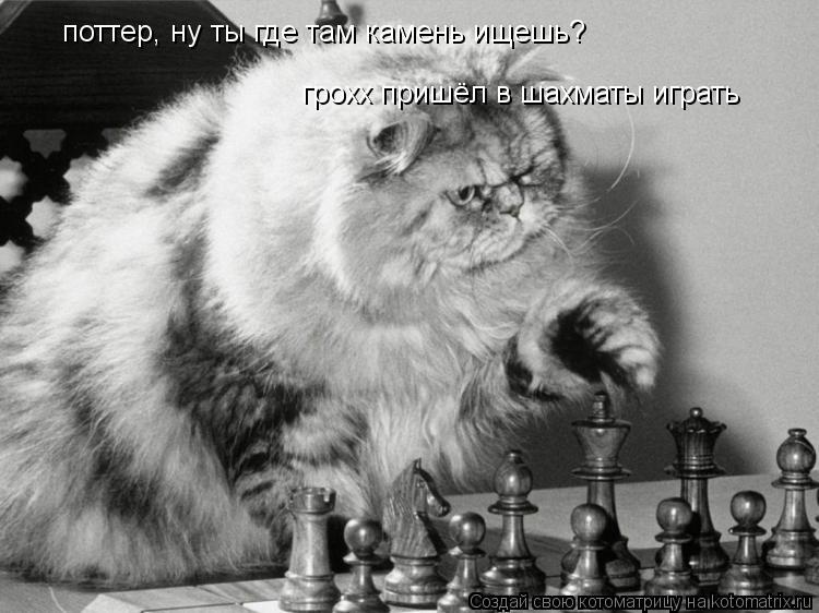 поттер, ну ты где там камень ищешь? грохх пришёл в шахматы играть... Котоматрица: поттер, ну ты где там камень ищешь? грохх пришёл в шахматы играть