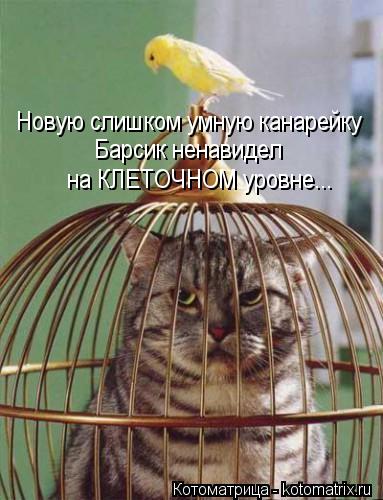 Новую слишком умную канарейку Барсик ненавидел на КЛЕТОЧНОМ уровне...... Котоматрица: Новую слишком умную канарейку Барсик ненавидел на КЛЕТОЧНОМ уровне...