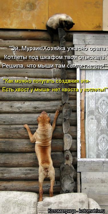 "Эй, Мурзик!Хозяйка ужасно орала: Котлеты под шкафом твои отыскала: Решила, что мыши там свили гнездо... Котоматрица: "Эй, Мурзик!Хозяйка ужасно орала: Котлеты под шкафом твои отыскала: Решила, что мыши там свили гнездо!" Есть хвост у мыша- нет хвоста у котлеты