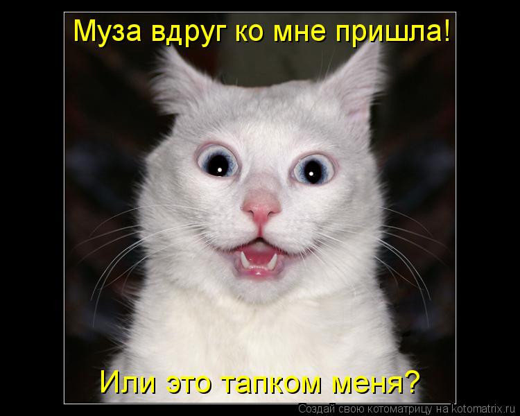 Котоматрица: Или это тапком меня? Муза вдруг ко мне пришла!