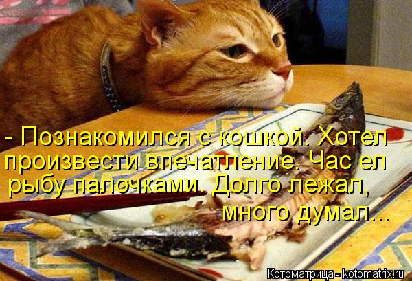 - Познакомился с кошкой. Хотел произвести впечатление. Час ел рыбу палочками. Долго лежал, много дума... Котоматрица: - Познакомился с кошкой. Хотел произвести впечатление. Час ел рыбу палочками. Долго лежал, много думал...