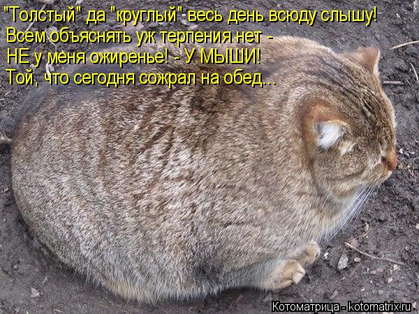Котоматрица: "Толстый" да "круглый" весь день всюду слышу! Всем объяснять уж терпения нет - НЕ у меня ожиренье! - У МЫШИ! Той, что сегодня сожрал на обед...