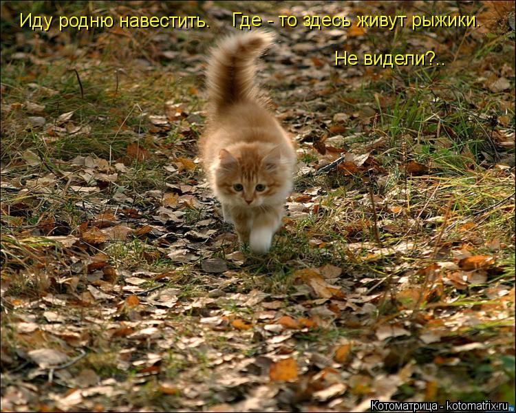 Иду родню навестить. Где - то здесь живут рыжики. Не видели?..... Котоматрица: Иду родню навестить. Где - то здесь живут рыжики. Не видели?..